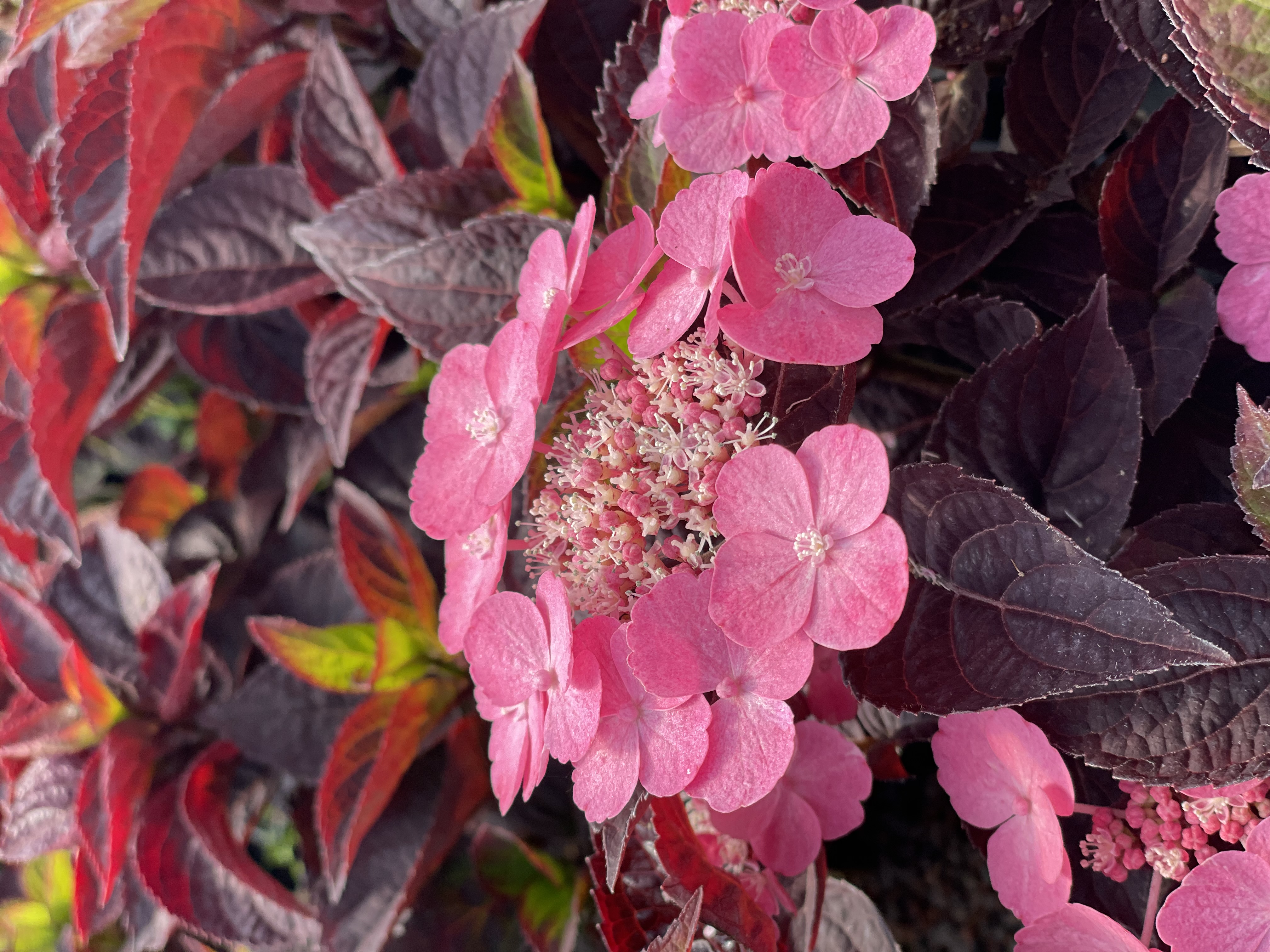 HYDRANGEA serrata ´Daredevil´ (´JPD 01´)Ⓢ | 2j.v.St. P9 0/1/1 | 10175